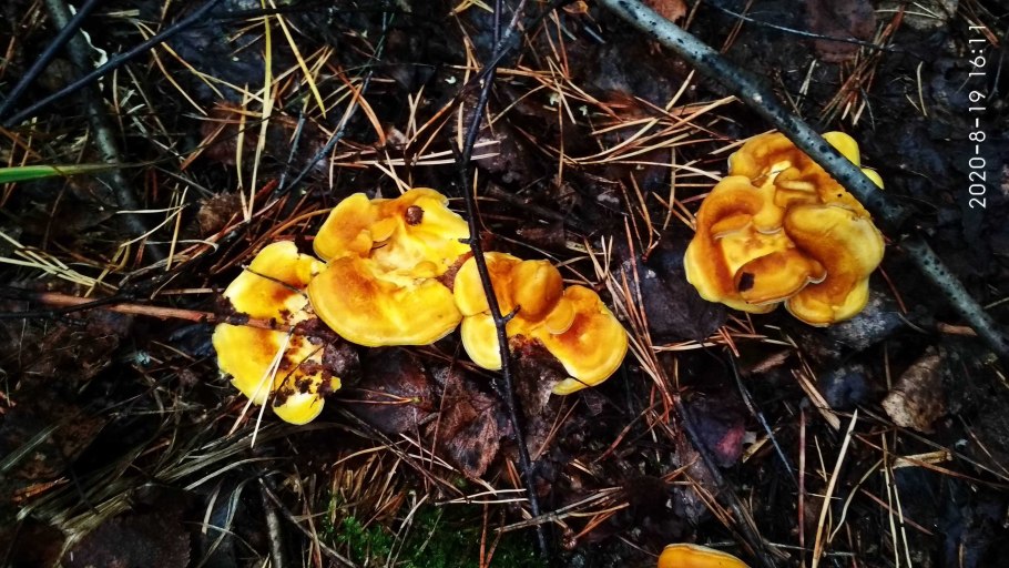 Лисичка обыкновенная гриб