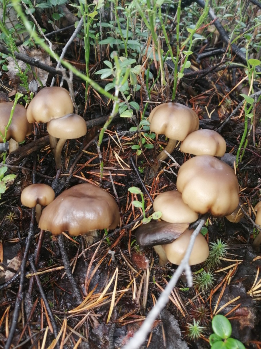 Огневка Ольховая гриб