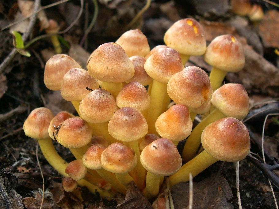 Гриб ильмак