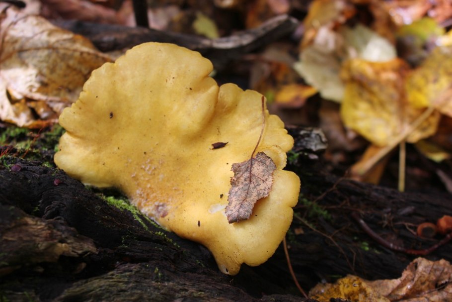 Опенок серно желтый