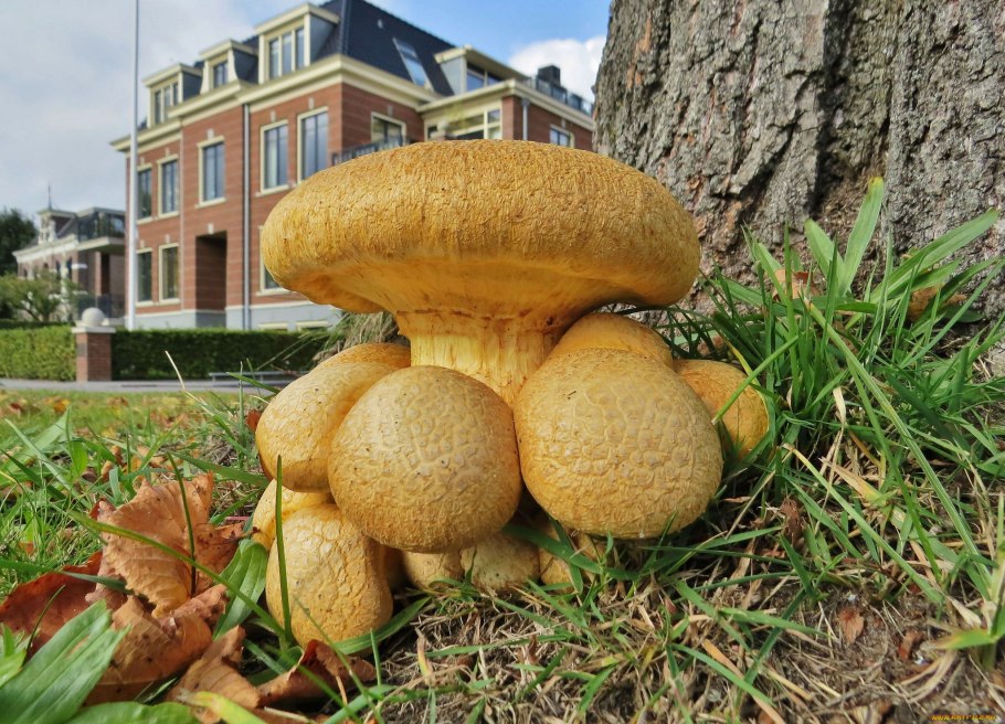 Парные грибы