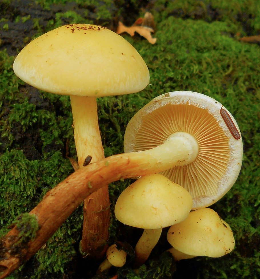 Опёнок осенний (Armillaria mellea)