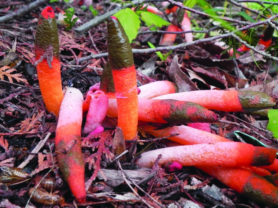 Мутинус Равенеля яйцо