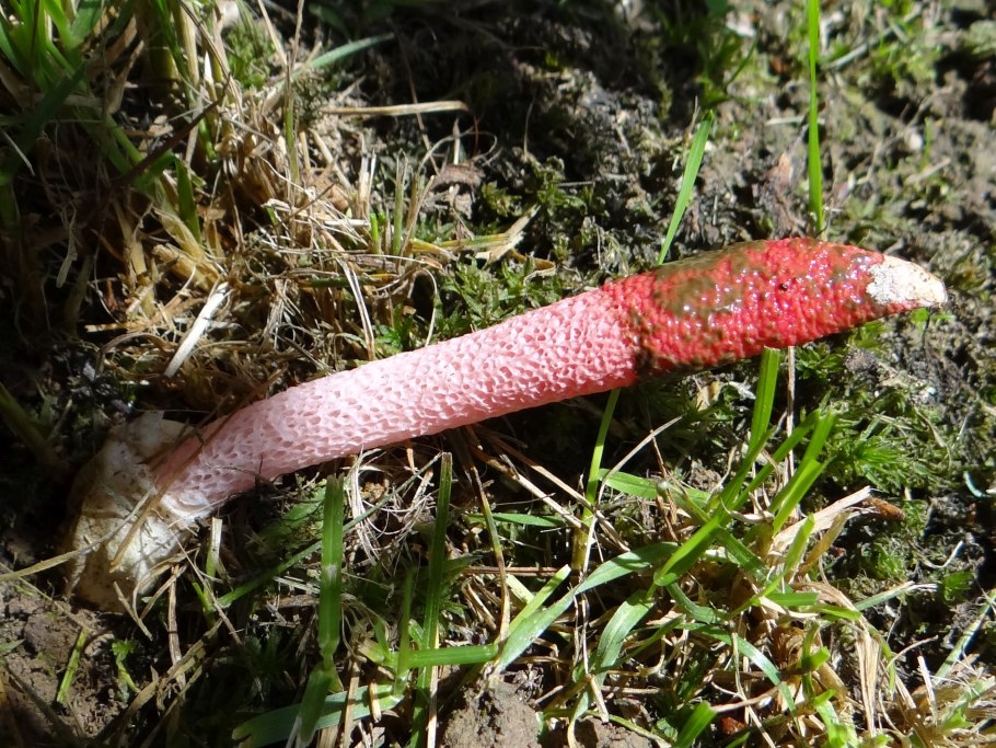 Мутинус Равенелли Ведьмин гриб