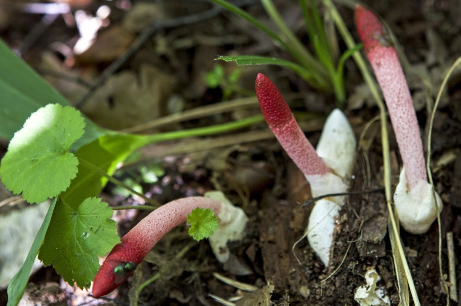 Мутинус канинус