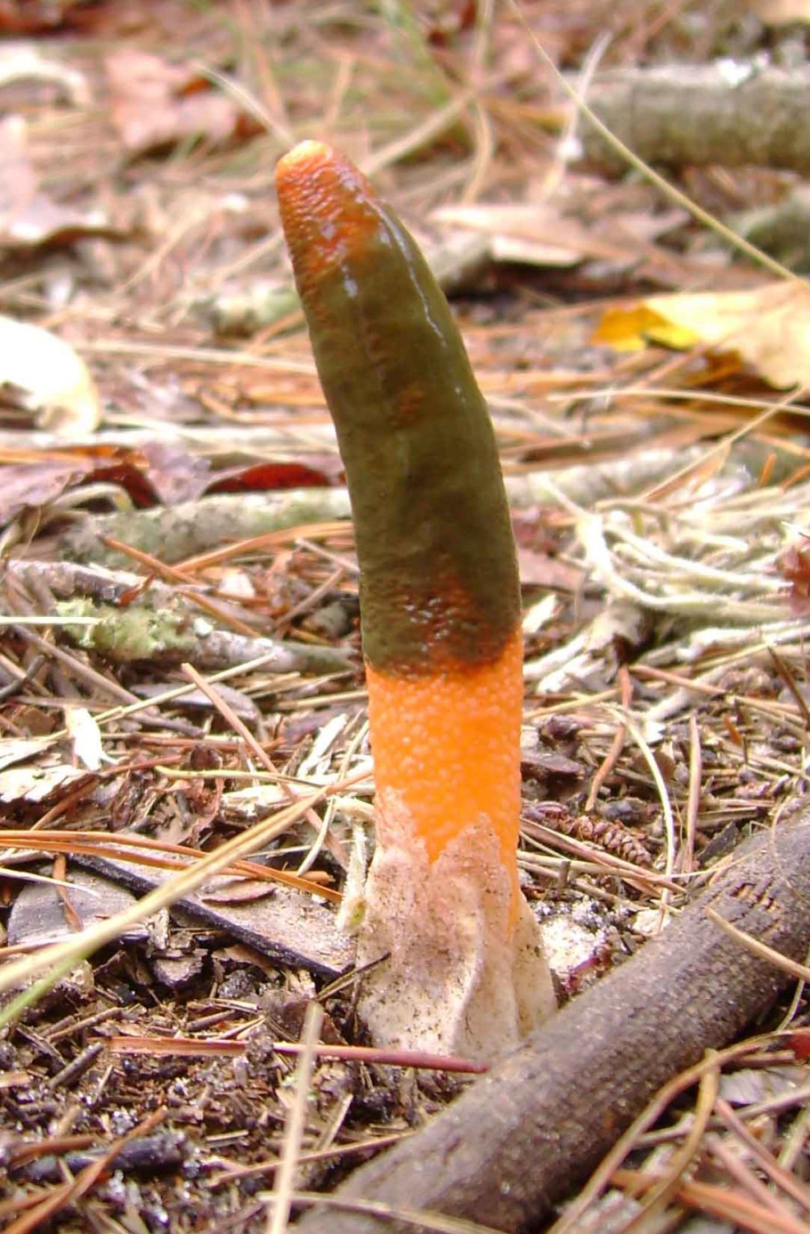 Мутинус собачий (Mutinus caninus)