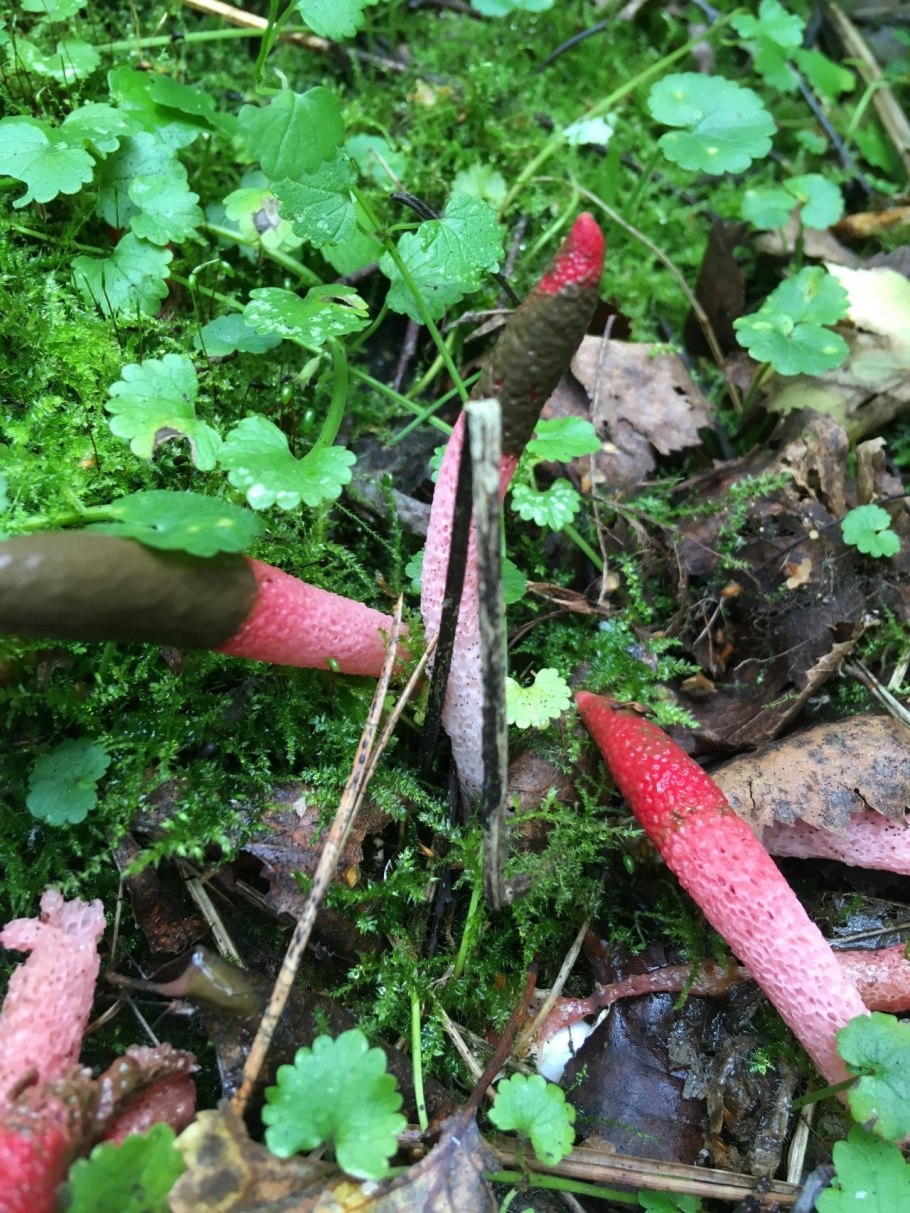 Мутинус равенеля гриб