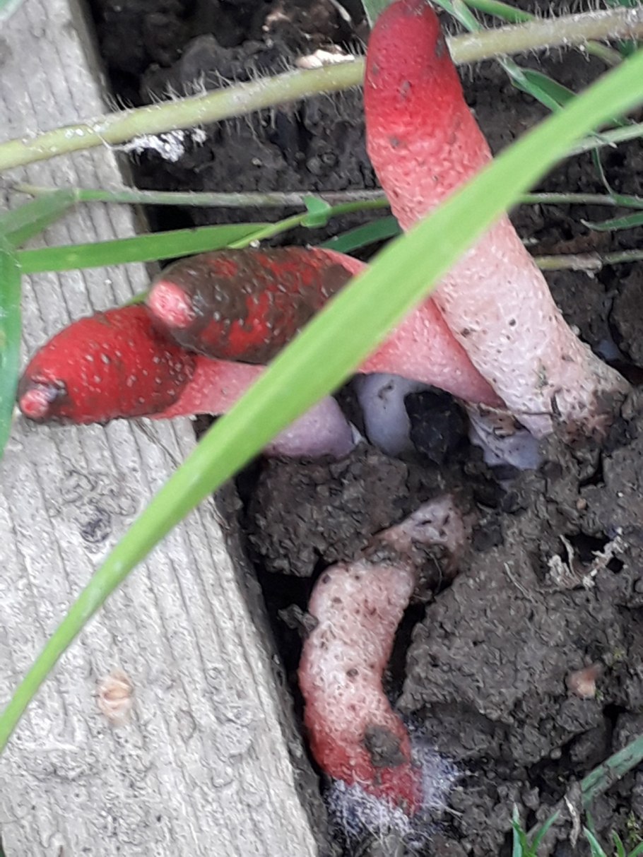 Красный гриб собачий Мутинус