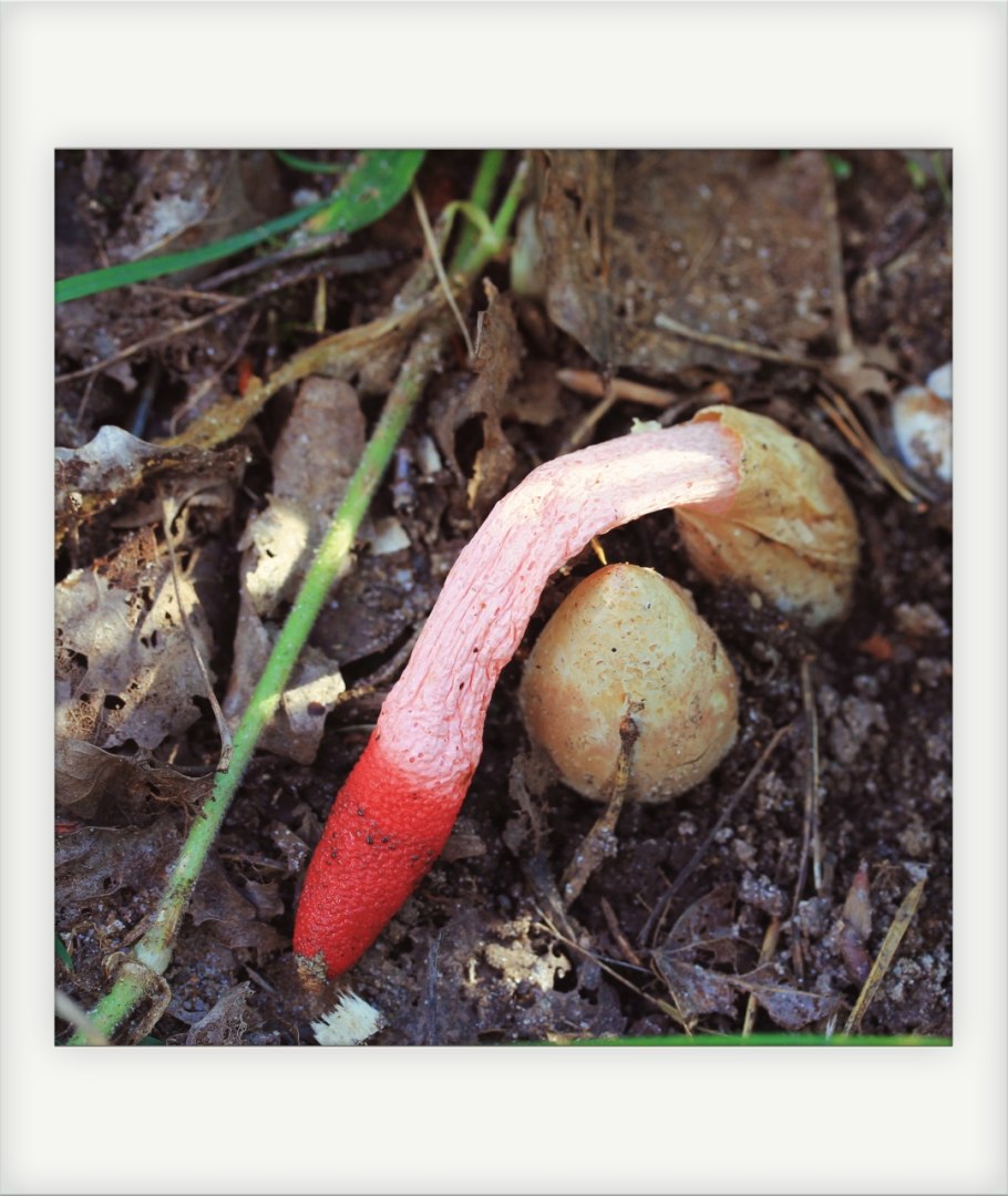 Мутинус Равенеля гриб