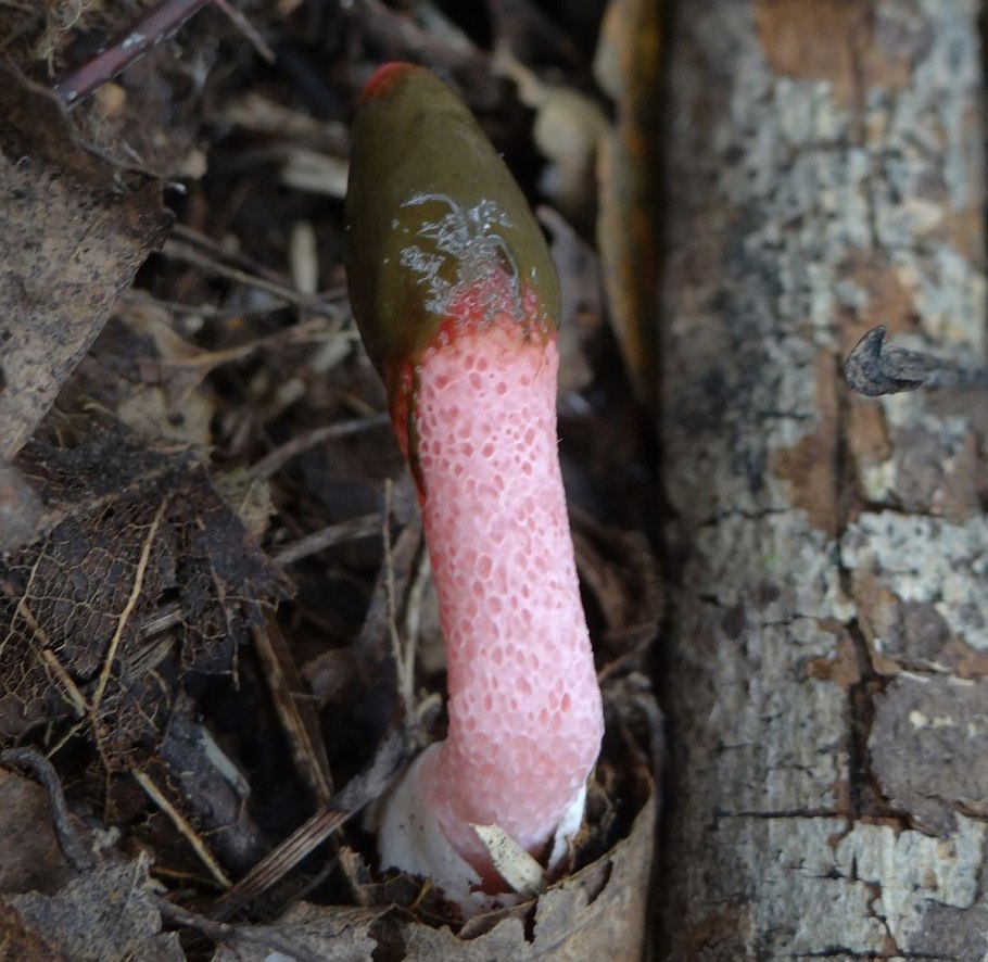 Мутинус Равенелли Ведьмин гриб