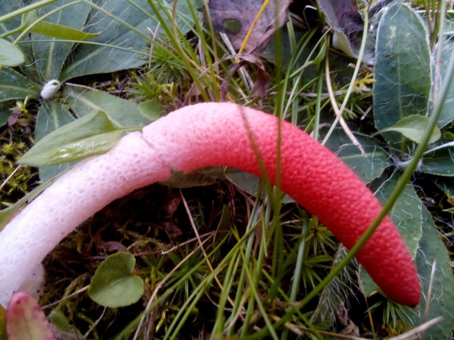 Гриб Мутинус Равенеля опасен