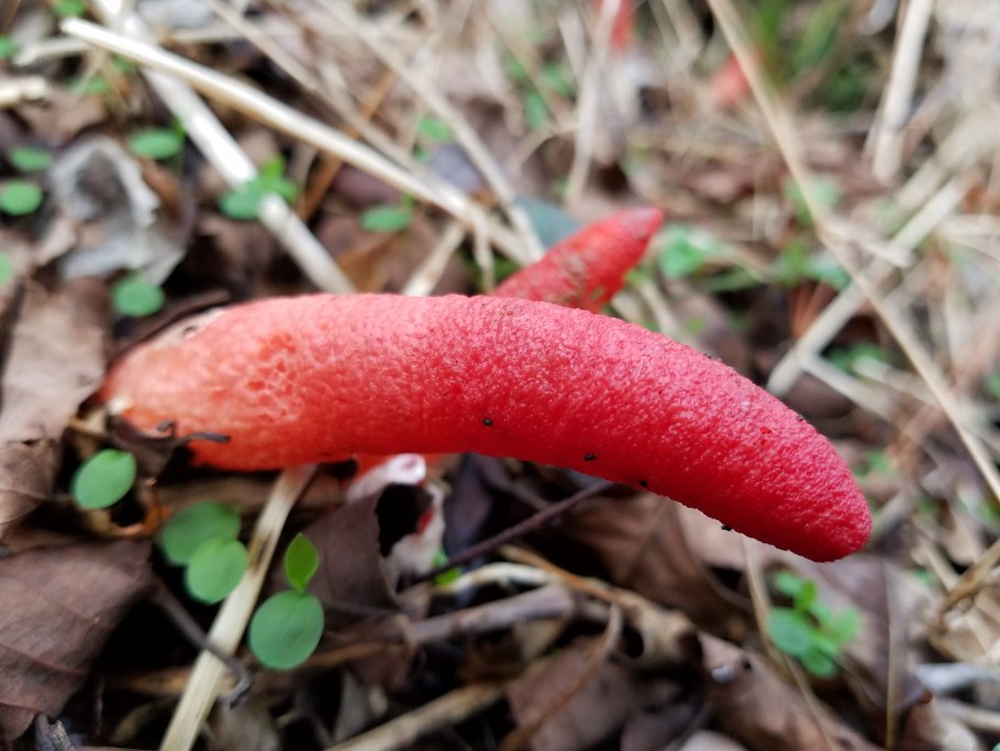 Мутинус Равенеля гриб