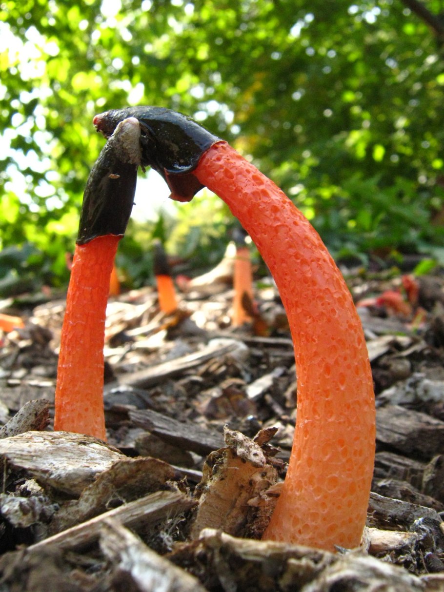 Мутинус собачий (Mutinus caninus)