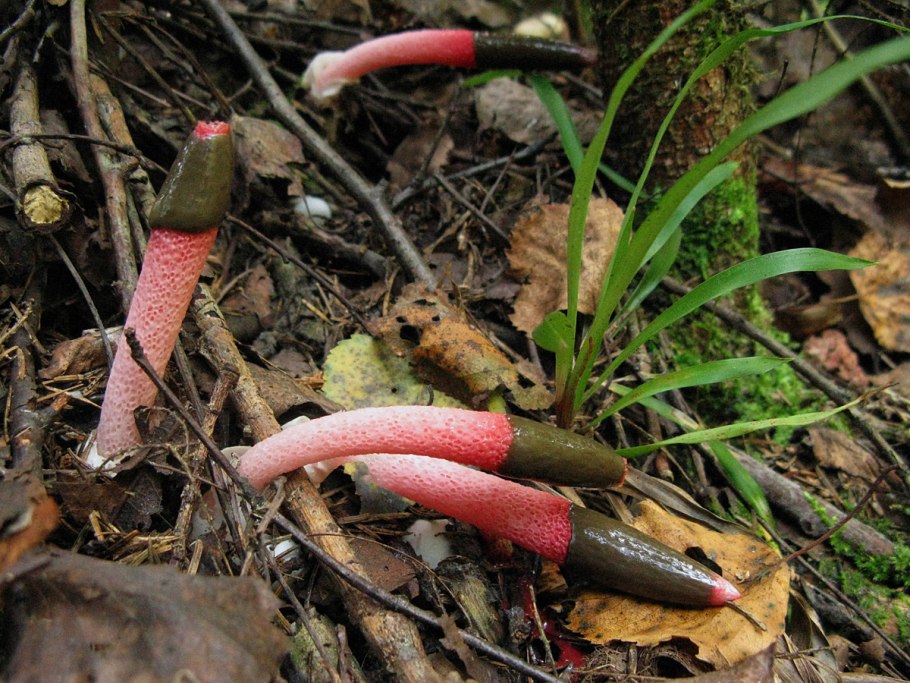 Мутинус Равенеля гриб