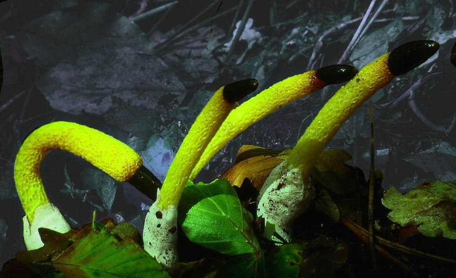 Мутинус канинус