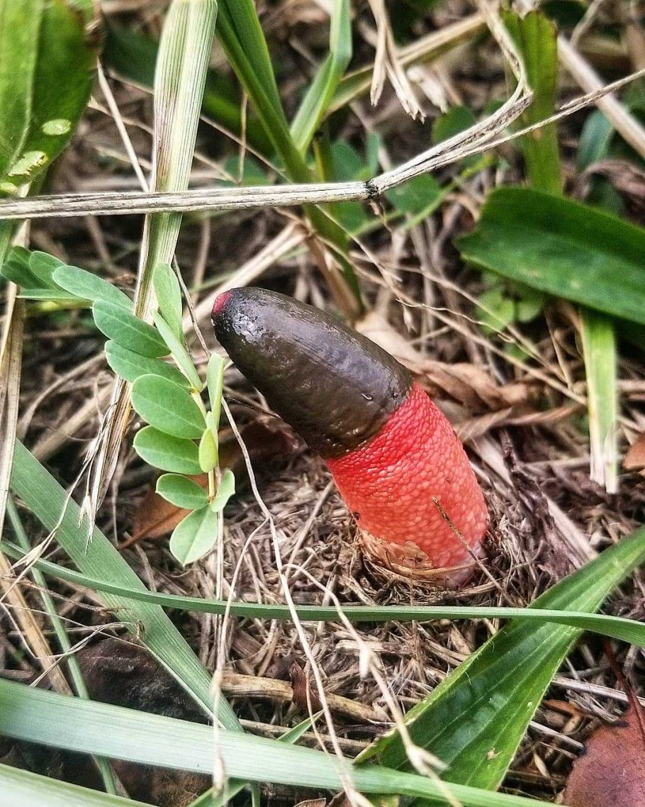 Мутинус собачий гриб