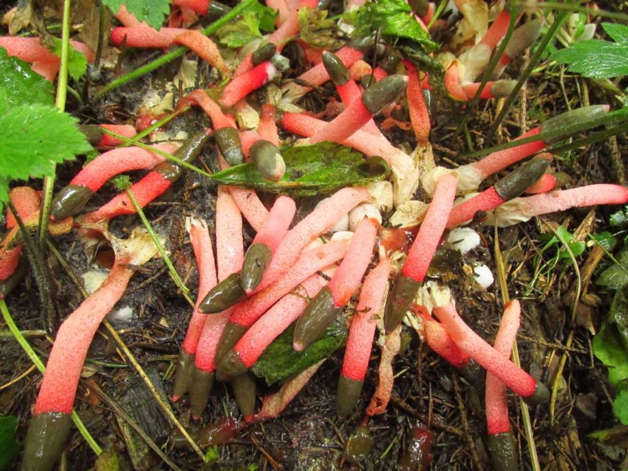 Мутинус Равенелли Ведьмин гриб