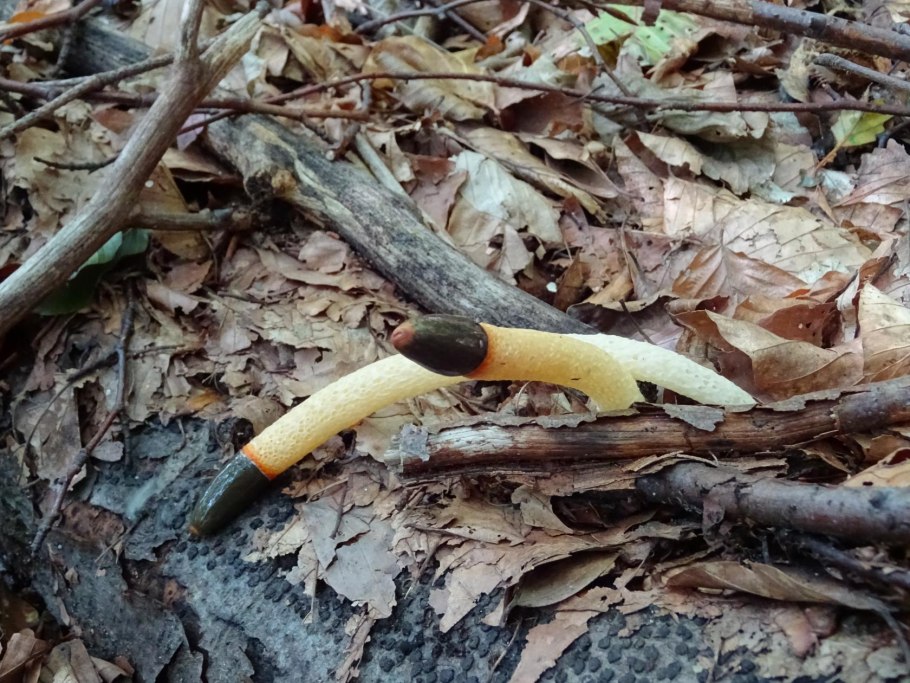 Mutinus caninus гриб