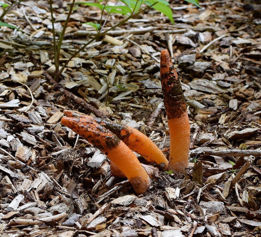 Mutinus Stinkhorn