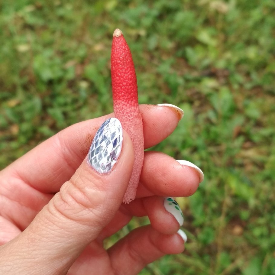 Мутинус Равенелли