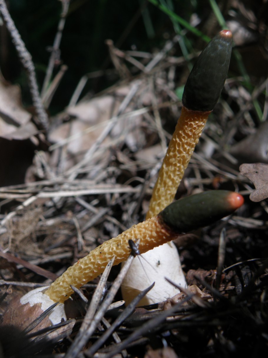 Мутинус собачий (Mutinus caninus)