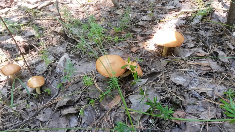 Грибы маслята в Ленинградской области