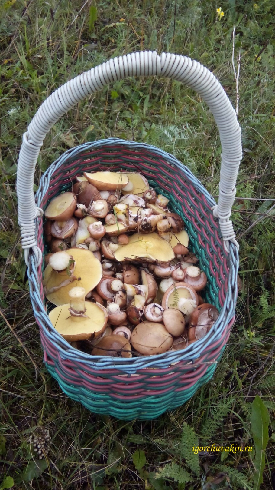 Грибы Воронежской области похожа на маслята