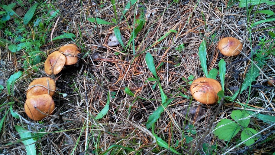 Обабки маслята