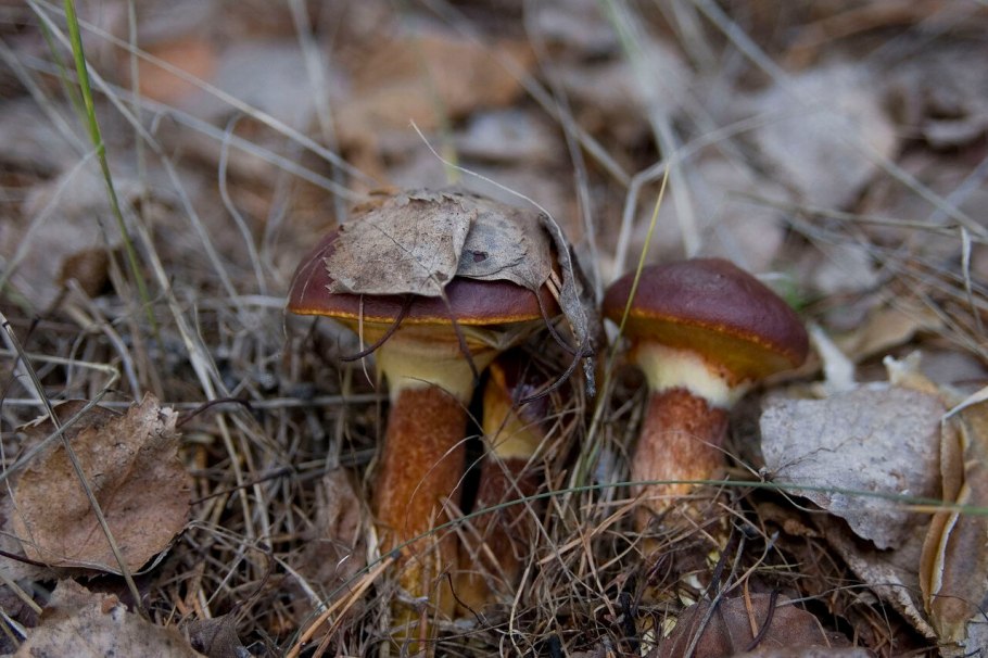 Гриб Боровик подосиновик