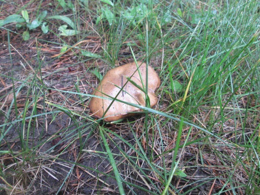 Масленок рыжий неокольцованный