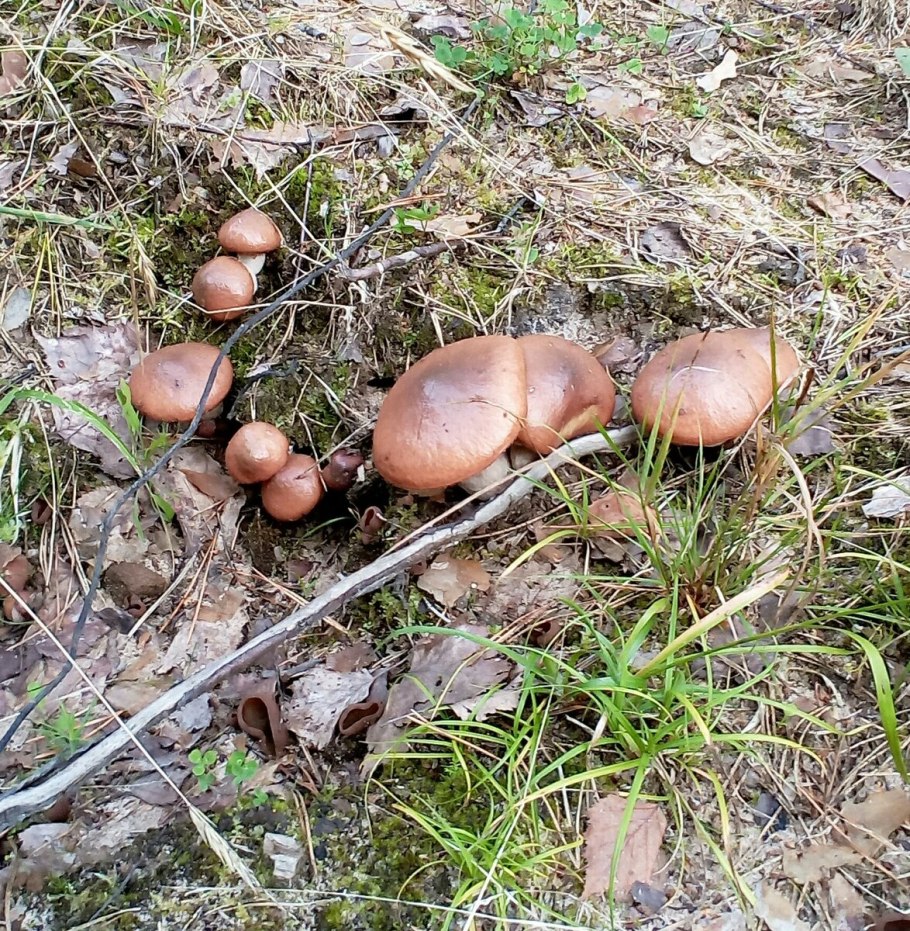 Лиственничный серый) Suillus aeruginascens