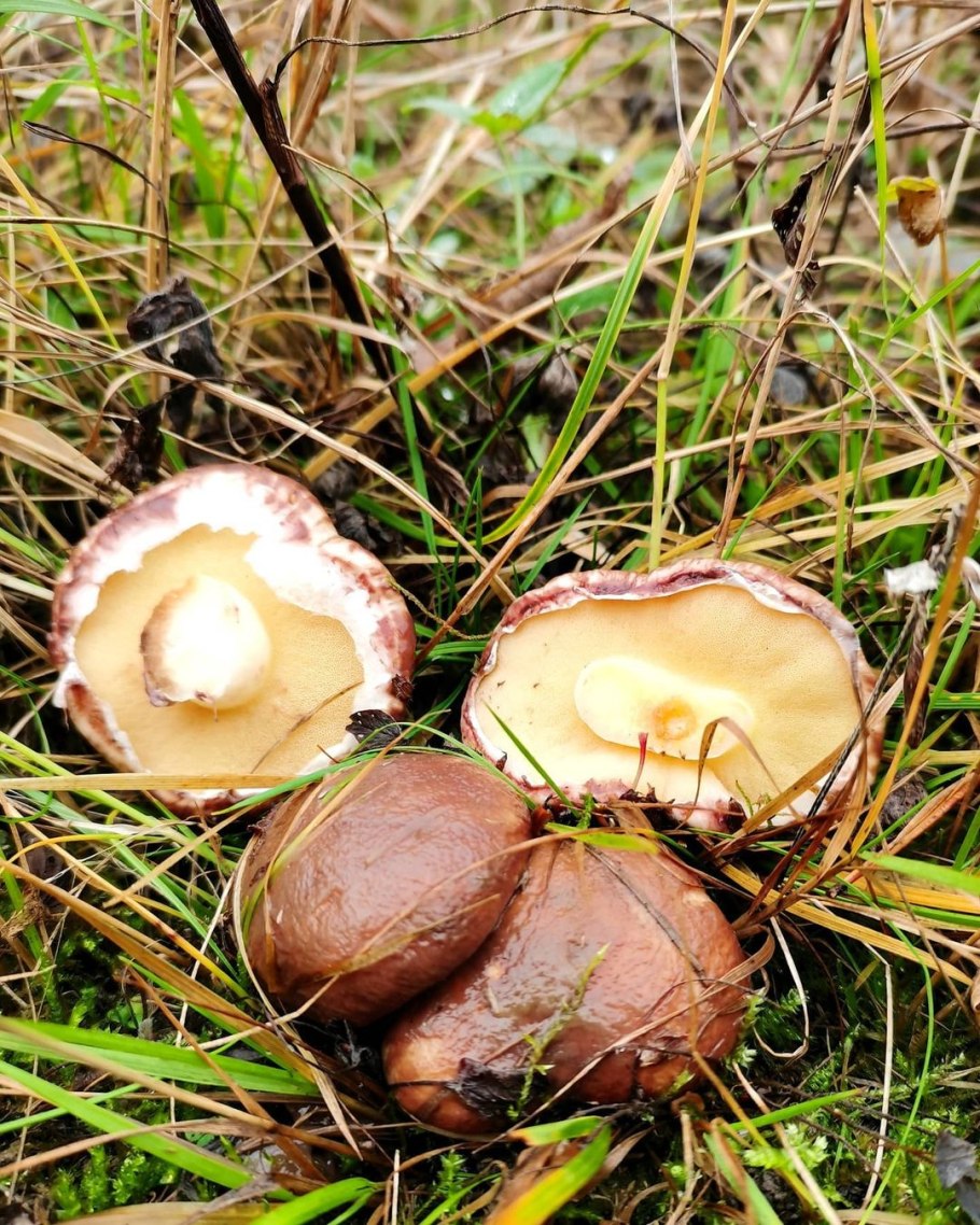 Масленок Пихтовый Suillus abietunus