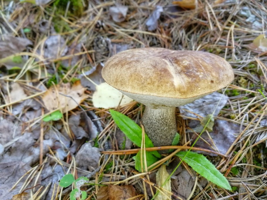 Маслята и рыжики