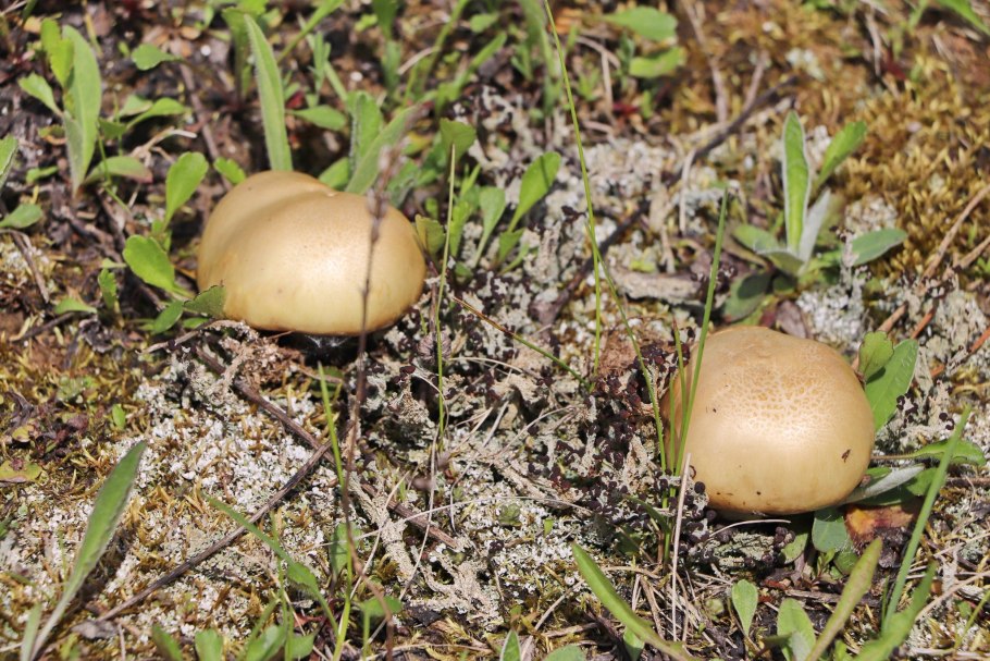 Маслята Байкал