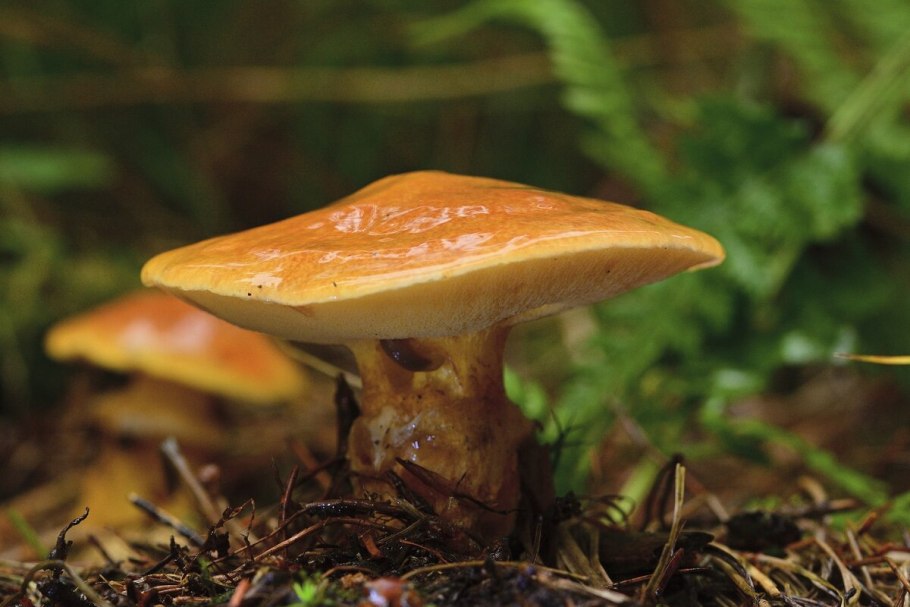 Маслёнок рубиновый (Suillus rubinus)