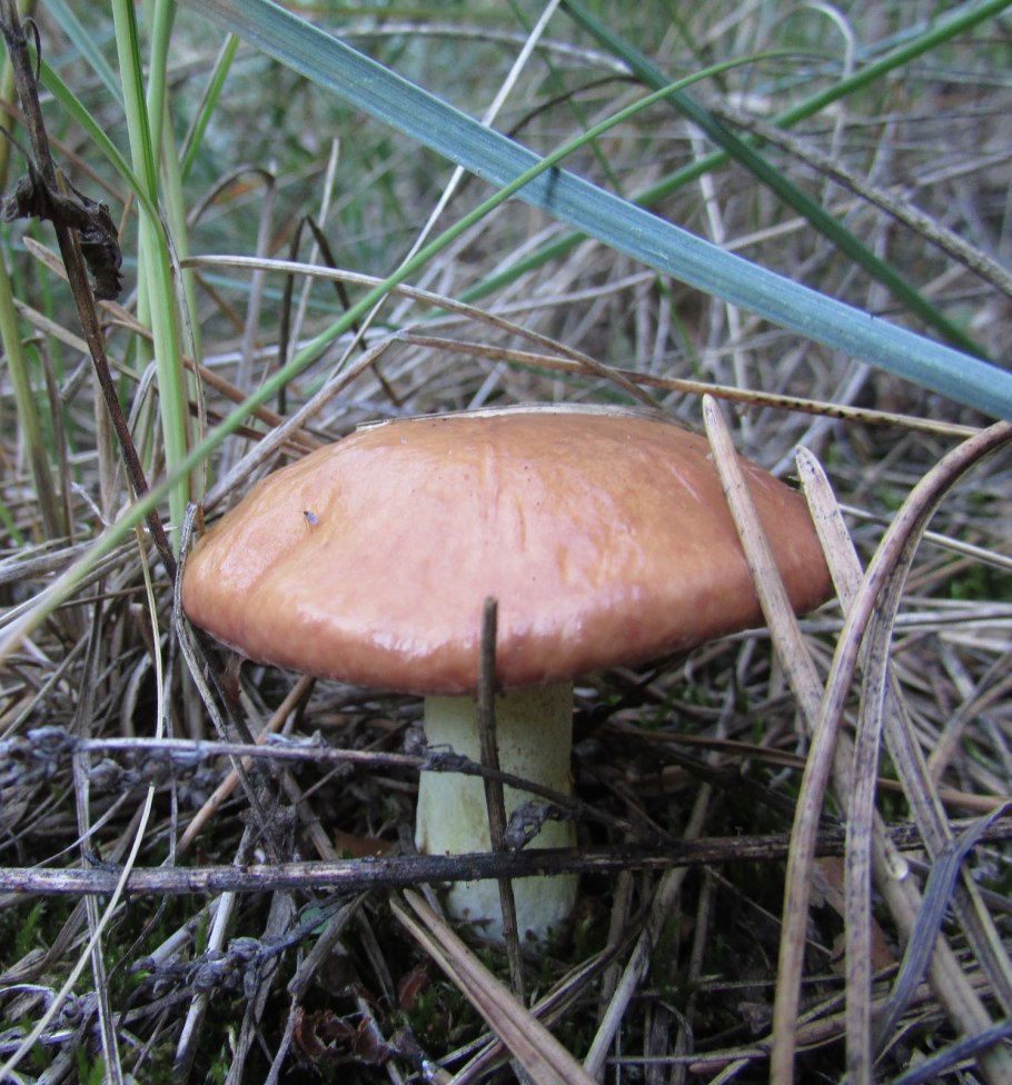 Гриб масленок Сахалин