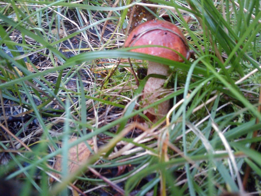 Информация о гриб маслёнок