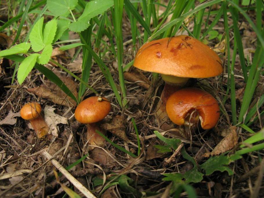 Степные маслята