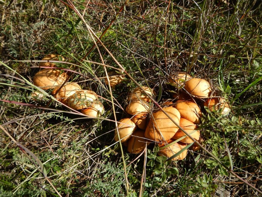 Масленок рыжий неокольцованный