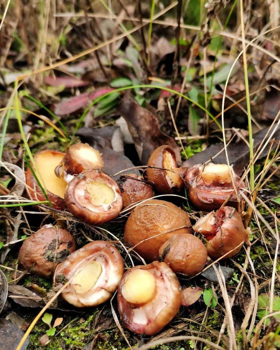 Маслята гриб