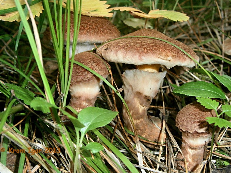 Маслята грибы полевые в Крыму