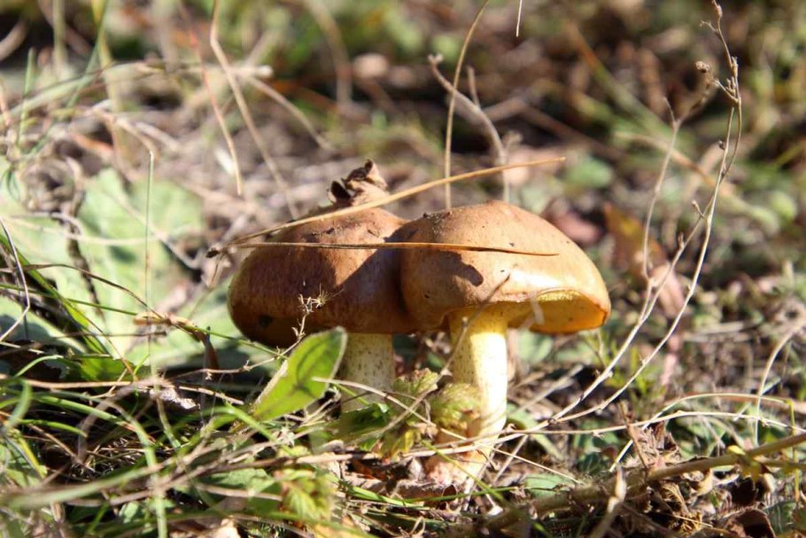 Масленок трубчатый