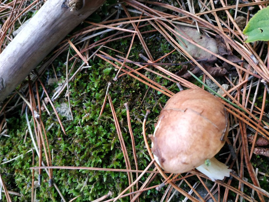 Молодые маслята