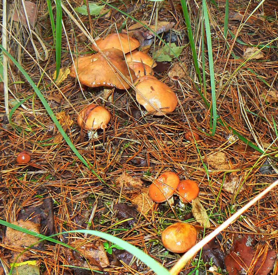 Маслёнок обыкновенный