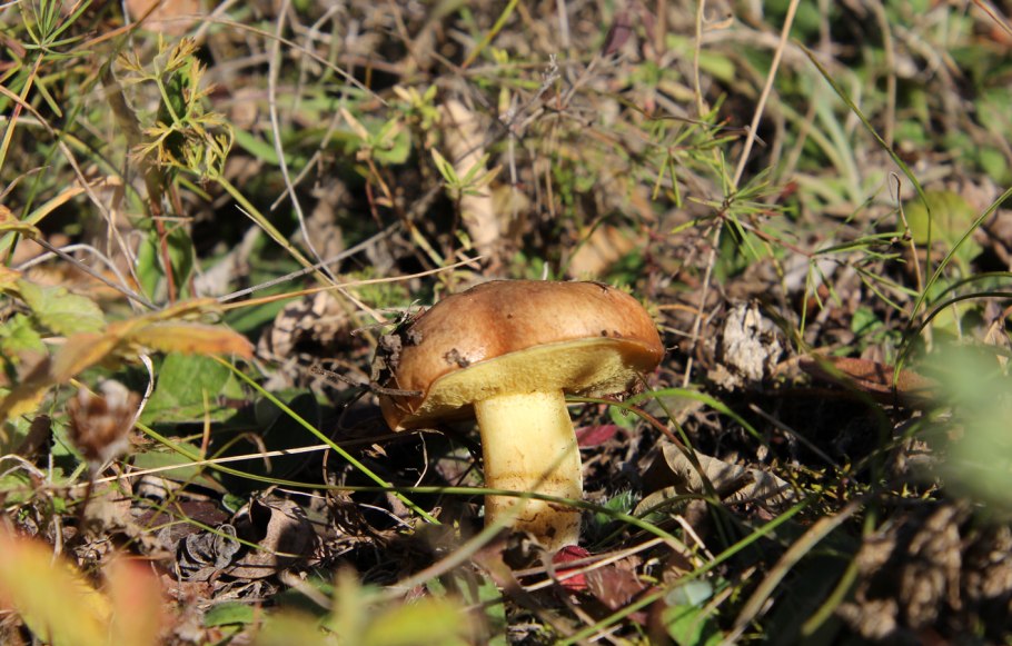 Дальневосточные маслята