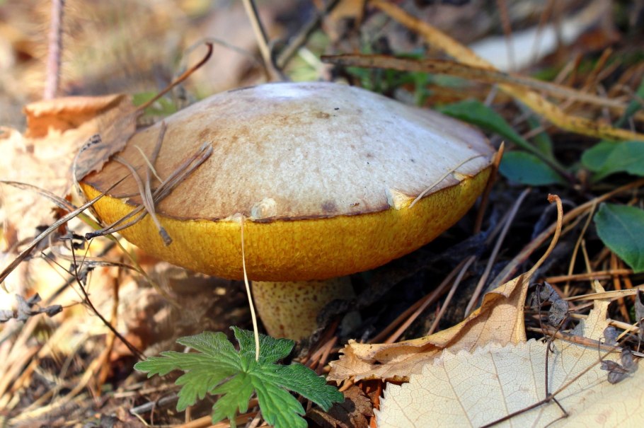 Adeps Suillus