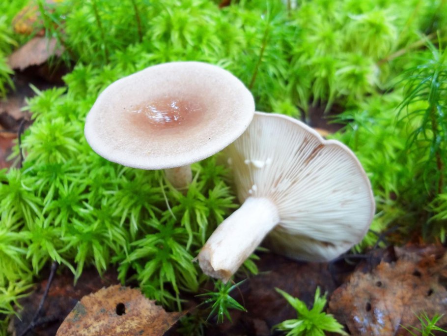 Говорушка ворончатая (Clitocybe Gibba)