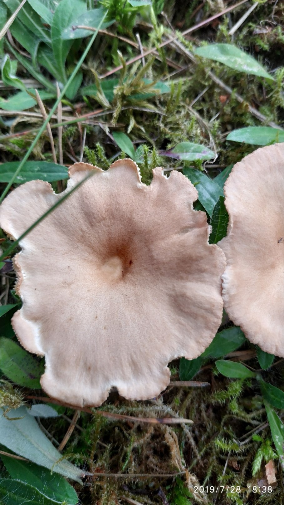 Грибы говорушка ворончатая съедобная