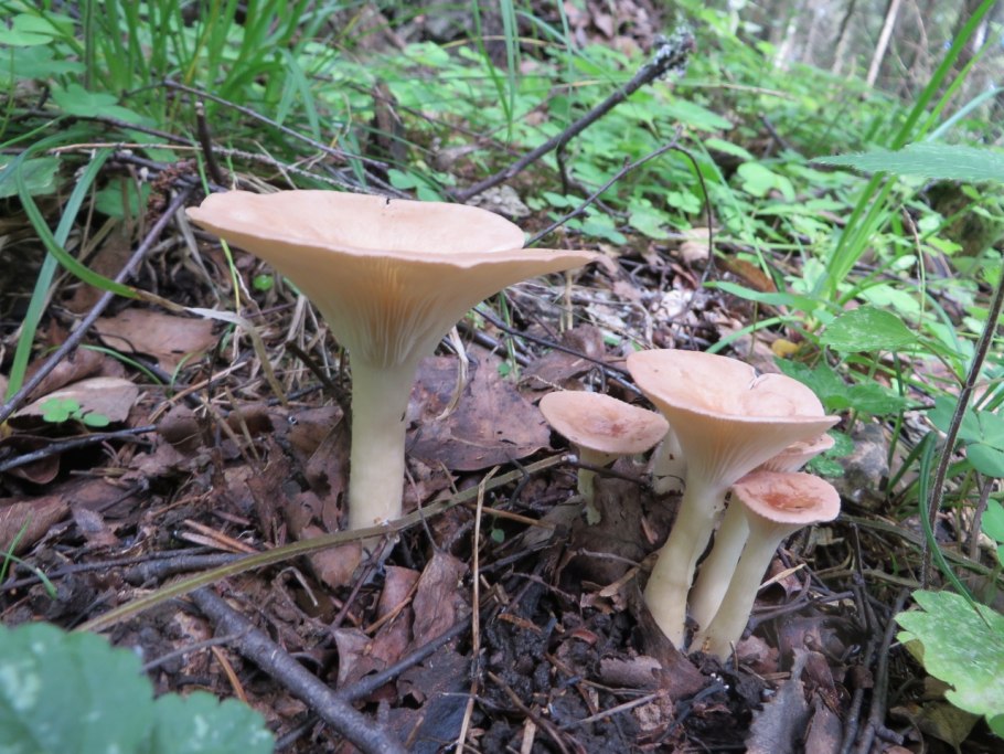 Грибы говорушка ворончатая