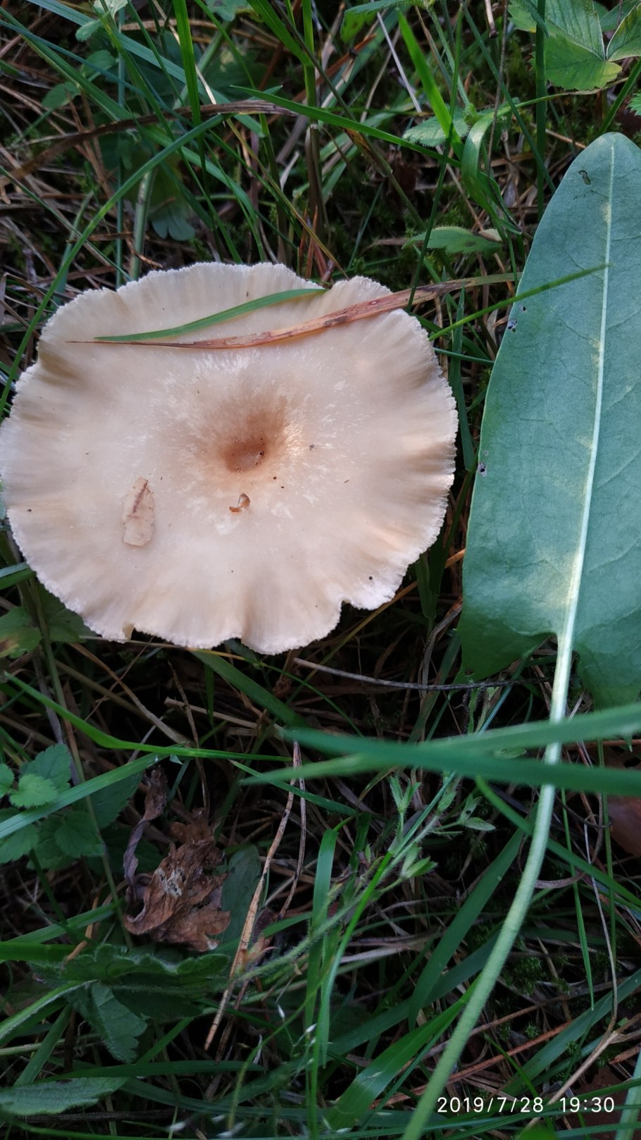 Грибы говорушка ворончатая съедобная